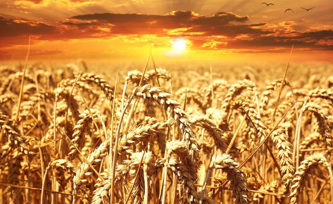 wheat-field-640960_1280